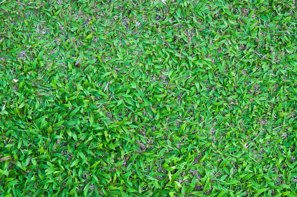 Football Field Green Grass Pattern Textured Background Textured Grass Background — Stock Photo, Image