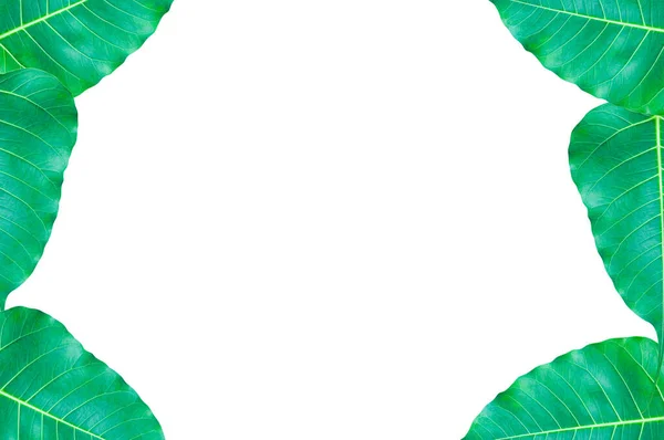 Çerçeve Yeşil Yaprakları Budizm Önemli Olan Yapraklar Beyaz Üzerine Izole — Stok fotoğraf