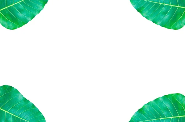 Çerçeve Yeşil Yaprakları Budizm Önemli Olan Yapraklar Beyaz Üzerine Izole — Stok fotoğraf