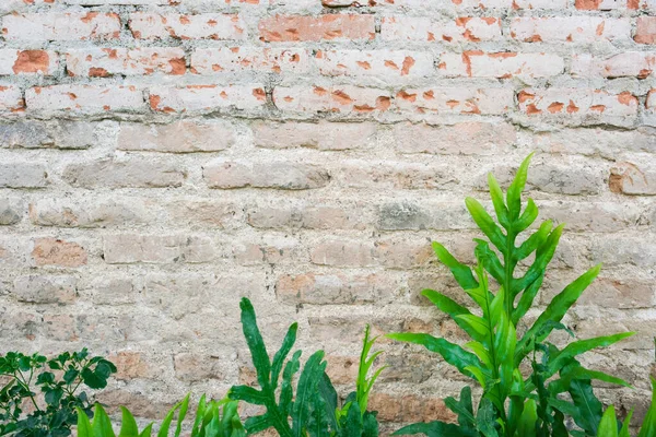 Doku arkaplanı için eski tuğla duvar yüzeyinde yeşil eğreltiotu