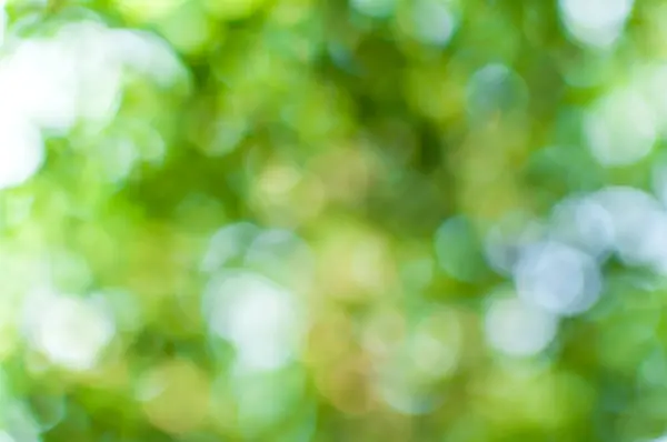 Abstraktní Příroda Zelená Bokeh Stromu Pozadí Pro Pozadí — Stock fotografie