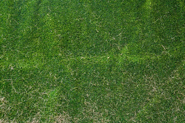 Artificial Green Grass Dry Grass Background — Stock Photo, Image