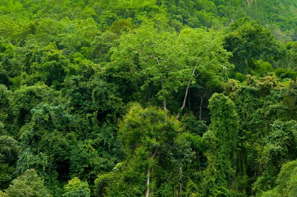 Asiatisk Tropisk Regnskog Subtropisk Skog — Stockfoto
