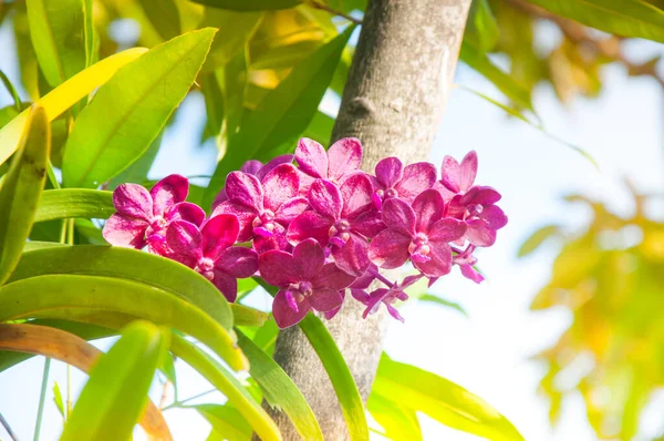 美丽的粉色兰花在热带花园盛开 — 图库照片