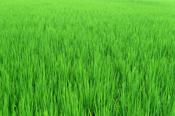 Vackert Grönt Ris Fält Paddy För Bakgrund — Stockfoto