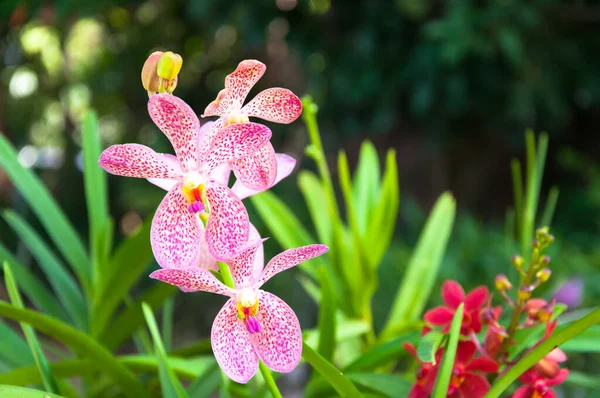 Тропическом Саду Цветут Красивые Розовые Орхидеи — стоковое фото