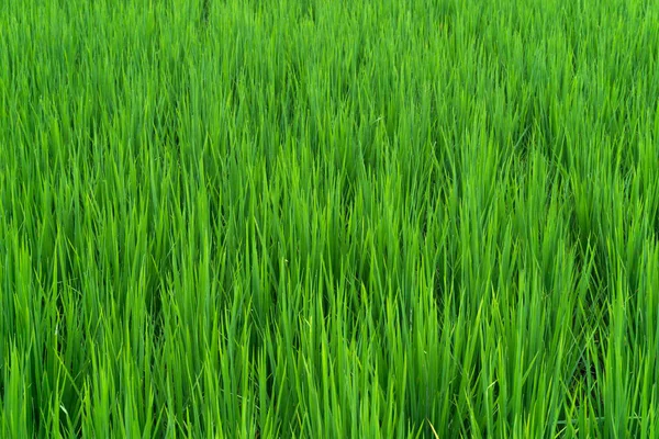 Gyönyörű Zöld Rizs Mező Rizsföld Háttér — Stock Fotó