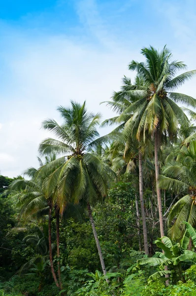 Tropikal ormanlardaki güzel hindistan cevizi palmiyeleri Tayland 'daki adalarda mavi gökyüzü