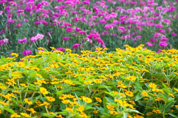 Schöne Farbige Blumen Park Asiatischen Stil Für Hintergrund — Stockfoto