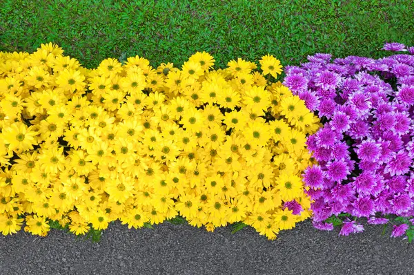 Lindas Flores Coloridas Florescendo Primavera Temporada Jardim Parque Asiático Estilo — Fotografia de Stock