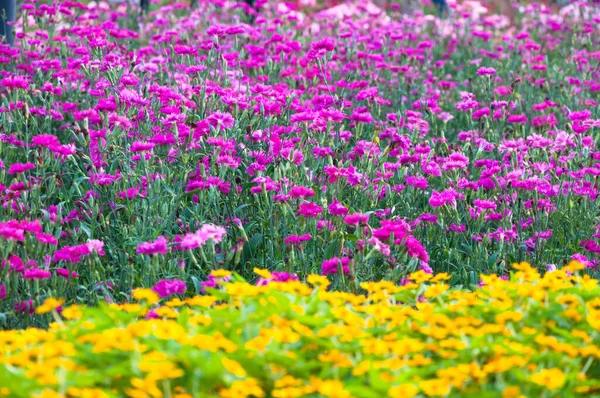 Lindas Flores Coloridas Parque Estilo Asiático Para Fundo — Fotografia de Stock