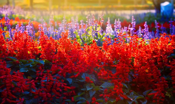 Beautiful Salvia Splendens Scarlet Sage Tropical Sage Garden Background — Stock Photo, Image