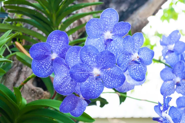 Красивые Цветы Орхидеи Голубые Гибридные Ванда Цветут Саду — стоковое фото