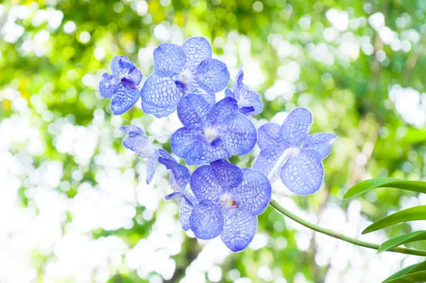 Lindas Flores Orquídeas Azul Híbrido Vanda Estão Florescendo Jardim — Fotografia de Stock