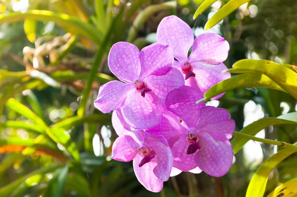 Hermosas Flores Orquídea Violeta Híbrido Vanda Están Floreciendo Jardín —  Fotos de Stock
