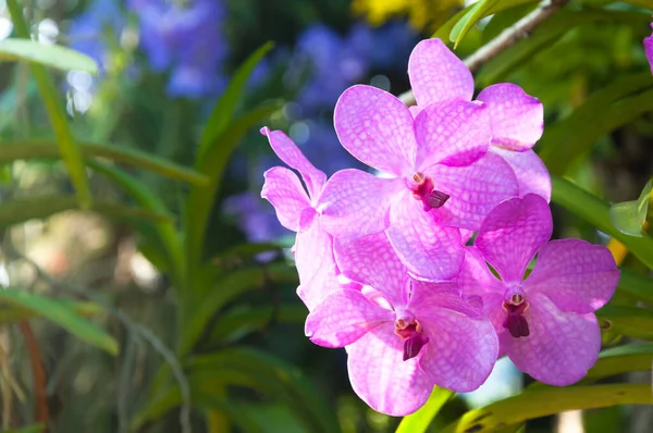 Красивые Цветы Орхидеи Вайолет Гибрид Ванда Цветут Саду — стоковое фото