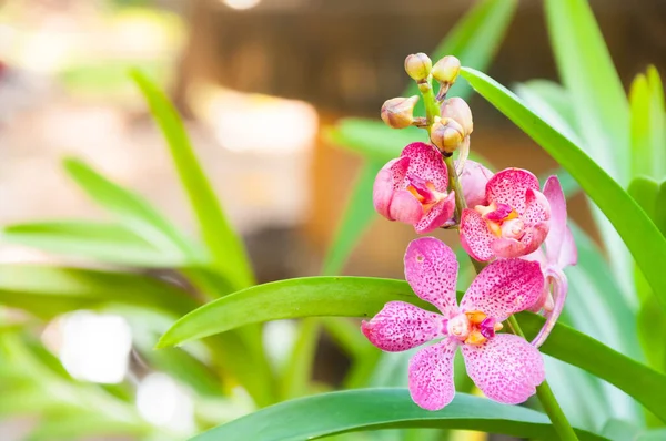Mooie Orchidee Bloemen Violet Hybride Vanda Bloeien Tuin — Stockfoto