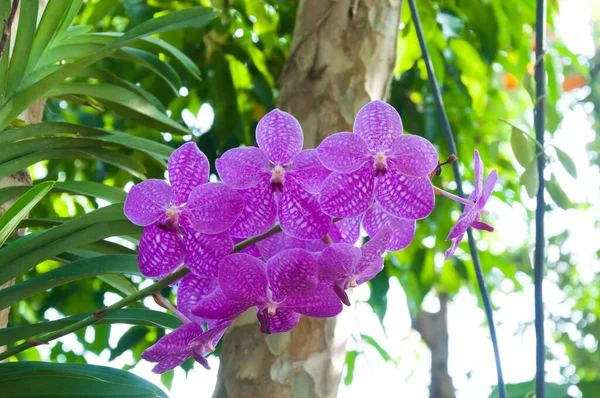 Lindas Flores Orquídeas Violet Hybrid Vanda Estão Florescendo Jardim — Fotografia de Stock