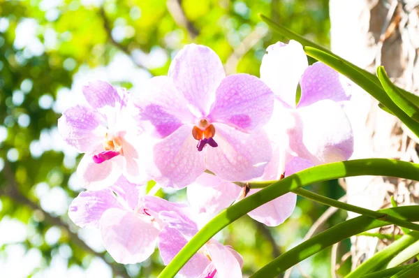 Lindas Flores Orquídeas Violet Hybrid Vanda Estão Florescendo Jardim — Fotografia de Stock