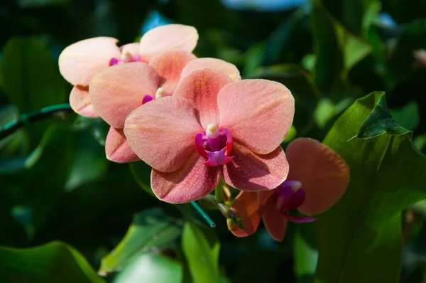 Bela Orquídea Natural — Fotografia de Stock