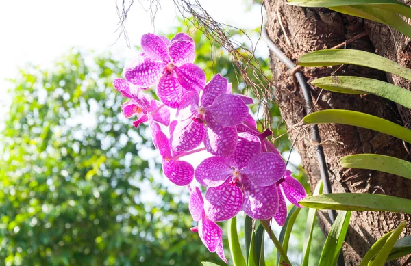 Красивые Цветы Орхидеи Вайолет Гибрид Ванда Цветут Саду — стоковое фото