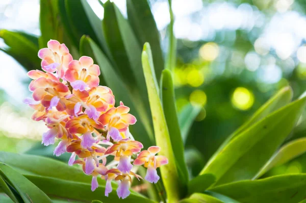 Mooie Orchideeën Bloeien Tropische Tuin — Stockfoto