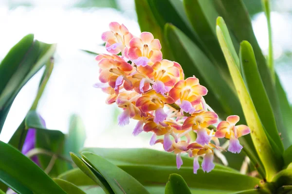 Belles Orchidées Fleurissent Dans Jardin Tropical — Photo
