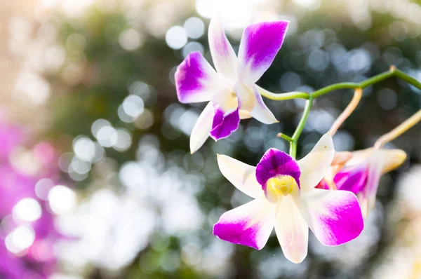 Lindas Flores Orquídeas Violeta Tropical Tailândia Estão Florescendo Jardim — Fotografia de Stock