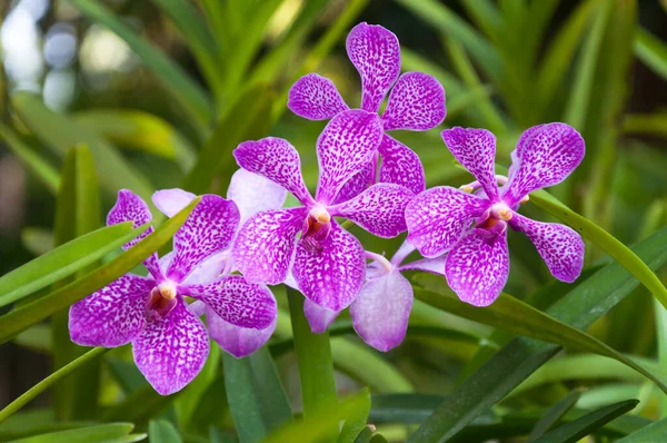 Lindas Flores Orquídeas Violeta Tropical Tailândia Estão Florescendo Jardim — Fotografia de Stock