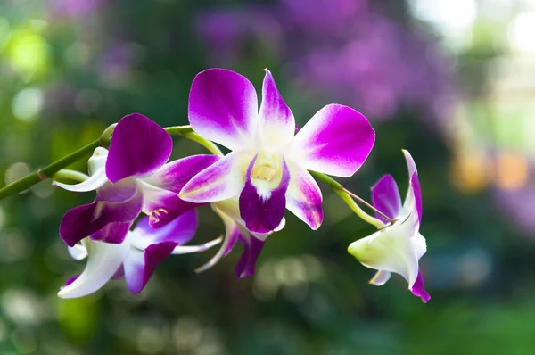 美丽的兰花紫罗兰热带泰国在花园里盛开 — 图库照片