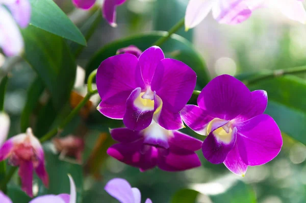 美丽的兰花紫罗兰热带泰国在花园里盛开 — 图库照片