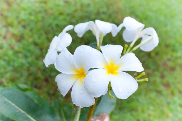 Hermosa Flor Tropical Plumeria Frangipani Blanco Con Gotas Agua Día —  Fotos de Stock