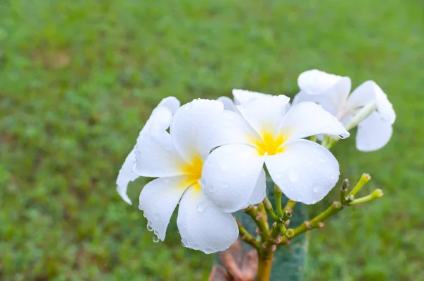 Hermosa Flor Tropical Plumeria Frangipani Blanco Con Gotas Agua Día —  Fotos de Stock