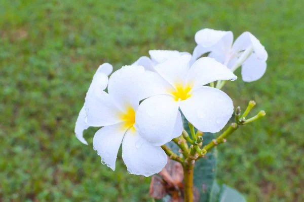 Bela Flor Tropical Frangipani Branca Plumeria Com Gotas Água Dia — Fotografia de Stock