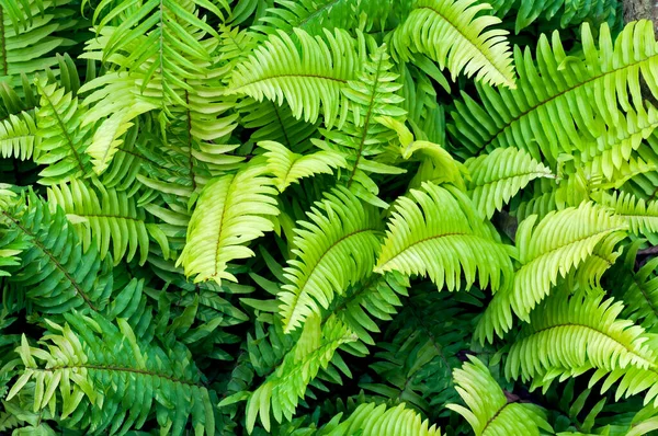 Beautyful Green Fern Background — Stock Photo, Image