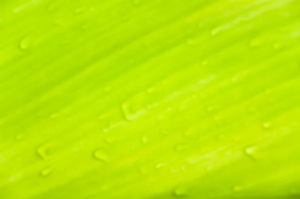 Yeşil Yaprakların Üzerindeki Bulanık Çiy Damlaları Arka Plan Için Bulanık — Stok fotoğraf