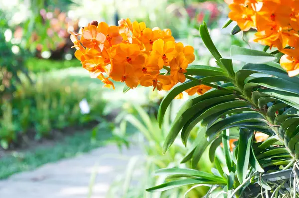 橘子兰花花束紧贴在室外自然采光下 是园中盛开的兰花 — 图库照片