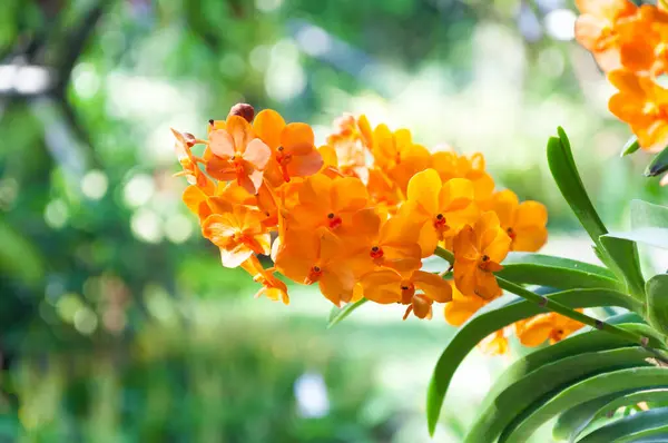 Kytice Oranžové Orchideje Květiny Zblízka Pod Přirozeným Osvětlením Venku Jsou — Stock fotografie