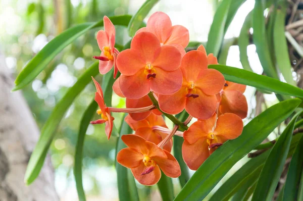 Ramo Flores Orquídeas Anaranjadas Cerca Bajo Iluminación Natural Aire Libre —  Fotos de Stock