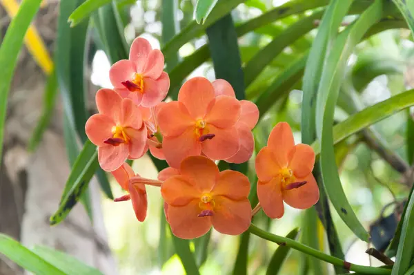 Ramo Flores Orquídeas Anaranjadas Cerca Bajo Iluminación Natural Aire Libre —  Fotos de Stock