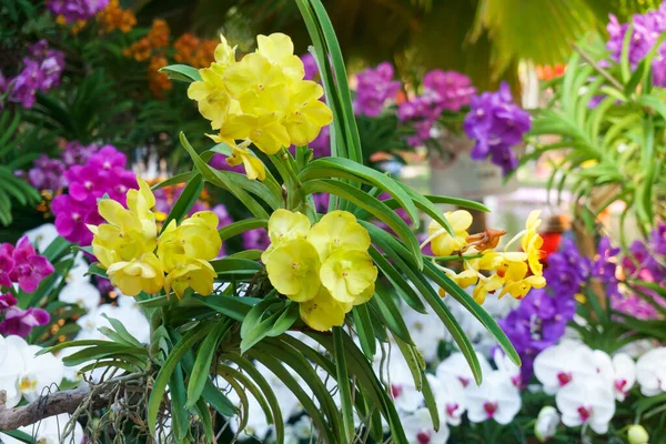 Ramo Flores Orquídeas Amarillas Cerca Iluminación Natural Aire Libre Son —  Fotos de Stock