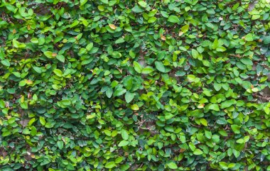 yeşil yaprak arkaplan, arkaplan için yeşil yaprak duvar dokusu