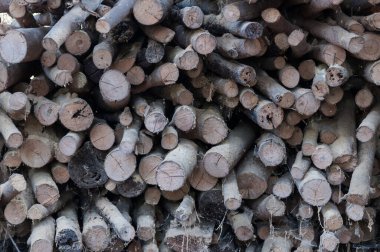 Eski odun yığını, doğal ahşap arka plan, odun yığını ve kış için hazırlanmış odun yığını ağaç gövdeleri kesilmiş.