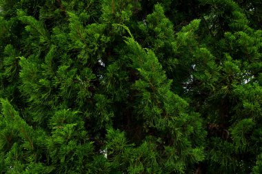 Çam ağacı dalı, yakın plan arka plan, Güzel köknar dalları yeşil çam