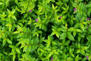 Sayısız taze ve yeşil yaprak ekin, birçok detay yeşil yapraklar arka plan, üst manzara