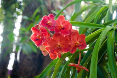 Kırmızı orkideler bahçede açan orkideler, açık havada doğal ışığın altında kapanıyor.