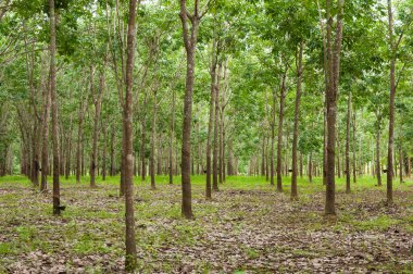 Tayland 'ın güneyinde kauçuk tarlaları, kauçuk ağaçları.