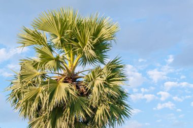 Mavi gökyüzü olan şeker palmiyeleri