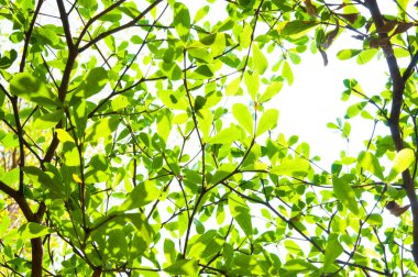 Doğadan gelen ağaç yaprağı arka plan olarak kullanılır, eko kavramı