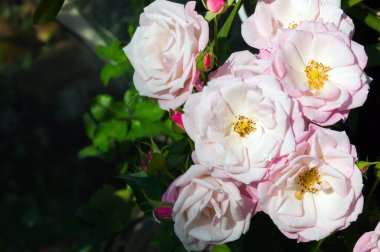 Bahçede beyaz ve pembe güller, klasik renkler, seçici odak, Tayland pembe gülleri